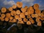 Haya Madera aserrada | Madera dura | Madera aserrada | Nagy Bertold egyéni vállalkozó