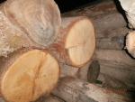 Roble Tronco cortado | Madera dura | Troncos | Lesprom-ug