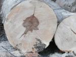 Arce - Madera aserrada