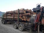 Roble Tronco en pie | Madera dura | Troncos | FIGULI, s.r.o.