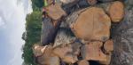 Cerezo Tronco cortado | Madera dura | Troncos | 19th-Wood s.r.o.