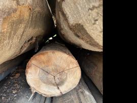 Haya Tronco chapeado |  Madera dura | Troncos | SF WOOD, s. r. o.
