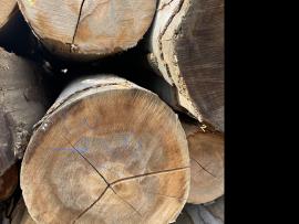 Haya Tronco chapeado |  Madera dura | Troncos | SF WOOD, s. r. o.