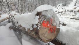 Arce Tronco cortado |  Madera dura | Troncos | Gazdovské lesy-Vyšná Rybnica poz. spol.