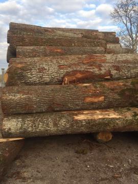 Roble Tronco chapeado | Madera dura | Troncos | D&C SNEGL
