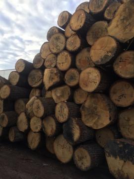 Roble Tronco chapeado | Madera dura | Troncos | D&C SNEGL