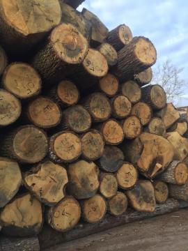 Roble Tronco chapeado | Madera dura | Troncos | D&C SNEGL