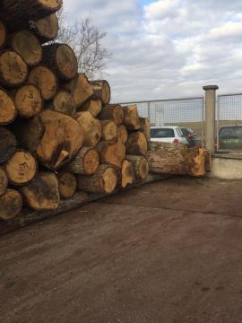 Roble Tronco chapeado | Madera dura | Troncos | D&C SNEGL