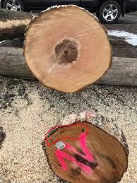 Eucalipto Tronco chapeado |  Madera dura | Troncos | SCOPULUS Handels-und Dienstleistungs GmbH 