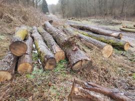 Roble Tronco cortado | Madera dura | Troncos | Bartoš Gašpar - Biofire