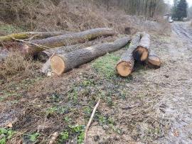 Roble Tronco cortado | Madera dura | Troncos | Bartoš Gašpar - Biofire