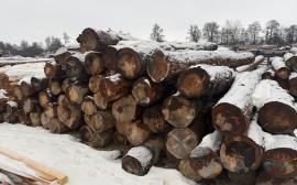 Pulpa de madera