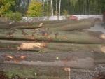 Roble Tronco cortado | Madera dura | Troncos | P.P.H.U DAN-DREW