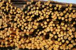 Pino Pulpa de madera |  Madera blanda | Tronco | Limited Liability Company 