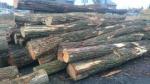 Acacia Tronco cortado |  Madera dura | Tronco | TRANS-WOOD