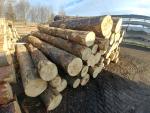 Arce Tronco cortado |  Madera dura | Tronco | PILA CIGNA, s.r.o.
