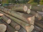 Roble Tronco cortado |  Madera dura | Tronco | P.P.H.U DAN-DREW 